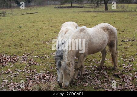 Zwei grau-braune Ponys grasen im Herbst auf einer Wiese Stockfoto