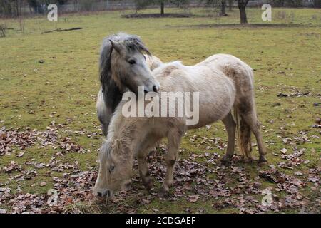 Zwei grau-braune Ponys grasen im Herbst auf einer Wiese Stockfoto