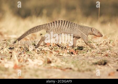 Zebramangusten Stockfoto