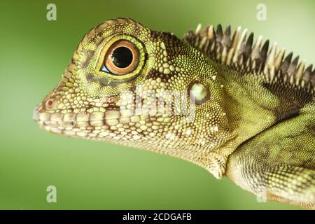 Borneo Anglehead Agamid-Borneo- Winkelkopfagame-Malaysia Stockfoto