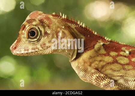 Borneo Anglehead Agamid-Borneo- Winkelkopfagame-Malaysia Stockfoto