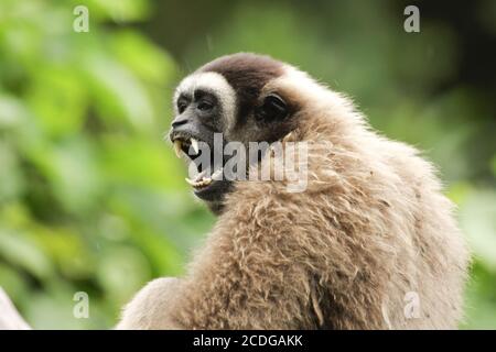 Bornean Gibbon-Grauer Gibbon-Borneo-Malaysia Stockfoto