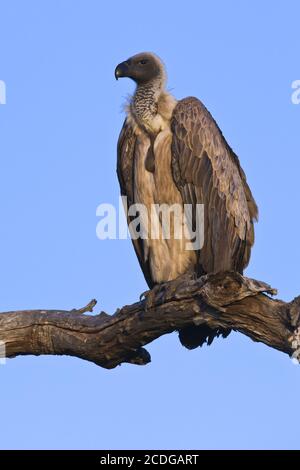 African White-backed Vulture, (Gyps africanus), Kruger National Park, Mpumalanga, Südafrika, Afrika Stockfoto