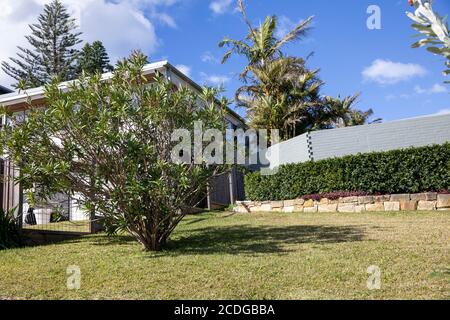 Australisches freistehendes Haus in Avalon mit heimischen Garten und Pflanzen, Sydney, Australien Stockfoto