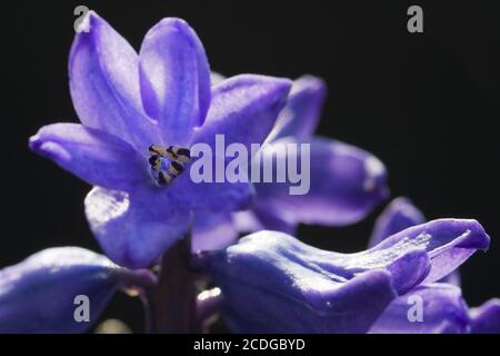 Garten-Hyazinthe (Hyacinthus orientalis) Stockfoto