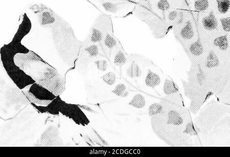 . Der Palast von Minos: Ein vergleichender Bericht der aufeinanderfolgenden Stadien der frühen kretischen Zivilisation, wie durch die Entdeckungen an Knossos illustriert. Blumenscheinen, durch die vorbeiziehende Brise gelöst worden zu sein; Eine natürliche Note, die über die bloße dekorative Kunst hinausgeht. Dieses Detail ist so überraschend, dass man es eher dem Zufall als dem Design zuschreiben möchte, Aber vom Wind getreckt, sieht man auf einem Siegeleindruck dieser Zeit.^ die Lilien selbst tragen eine gewisse Affinität zu denen der Lilie vasto unten beschrieben werden, aber in einem freieren Stil. In der Nähe dieser Gruppe wurden weitere Freskenreste gefunden Stockfoto