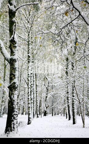 Der erste flauschige Schnee, der im Spätherbst fiel Stockfoto