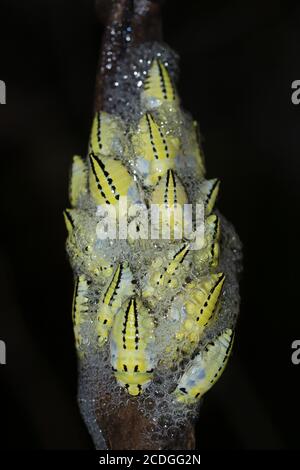 Gelber Tipuana-Spuckwanze (ptyelus grossus) brütet in einem Baum, Pietermaritsburg, Südafrika Stockfoto