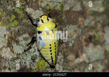 Gelber Tipuana-Spuckwanze (ptyelus grossus) brütet in einem Baum, Pietermaritsburg, Südafrika Stockfoto