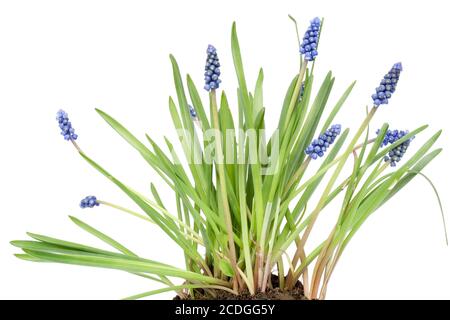 Erste Federn blüht Muscari auf Bett isoliert Stockfoto
