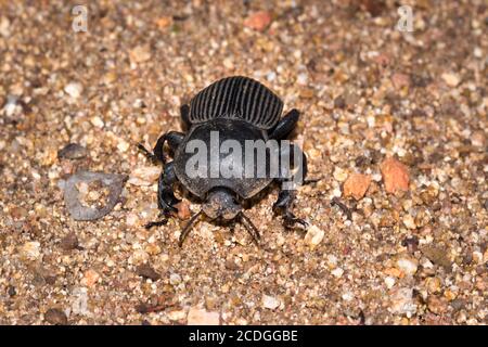 Abgeflachte Riesenmistkäfer (Pachylomerus femoralis), Kruger National Park, Südafrika Stockfoto