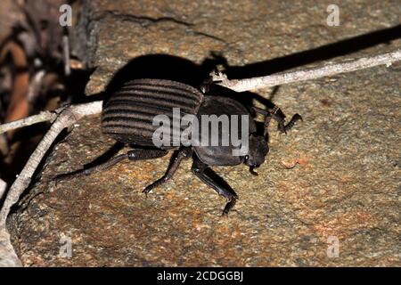 Abgeflachte Riesenmistkäfer (Pachylomerus femoralis), Kruger National Park, Südafrika Stockfoto