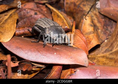 Abgeflachte Riesenmistkäfer (Pachylomerus femoralis), Kruger National Park, Südafrika Stockfoto