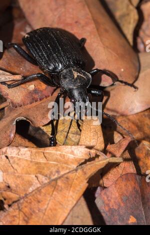 Friedlicher Riesenkäfer (Tefflus), Krüger-Nationalpark, Südafrika Stockfoto