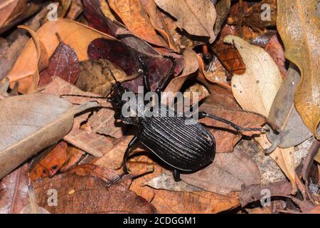 Friedlicher Riesenkäfer (Tefflus), Krüger-Nationalpark, Südafrika Stockfoto