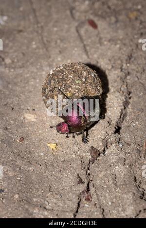 Plum Dung Beetle (Anachalcos convexus) sitzt auf einer Mistkugel, Kruger National Park, Südafrika Stockfoto