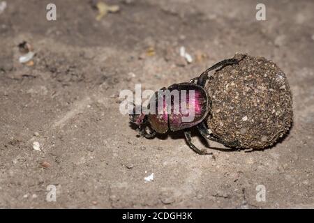 Plum Dung Beetle (Anachalcos convexus) sitzt auf einer Mistkugel, Kruger National Park, Südafrika Stockfoto