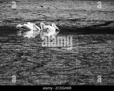 The Woodlands TX USA - 02-07-2020 - Great White Pelicans In Green Pond in B&W Stockfoto