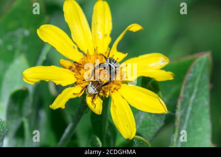 Schwarze abgestreifte Affenkäfer paaren sich auf einer gelben Gänseblümchen-Blume, Südafrika Stockfoto