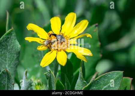 Schwarze abgestreifte Affenkäfer paaren sich auf einer gelben Gänseblümchen-Blume, Südafrika Stockfoto