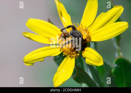 Schwarze abgestreifte Affenkäfer paaren sich auf einer gelben Gänseblümchen-Blume, Südafrika Stockfoto