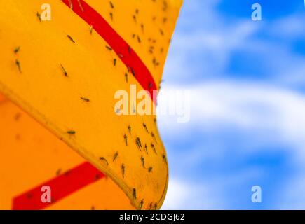 Viele Moskitos auf gelb und rot gestreiften Markise mit Stahlstruktur, blauem Himmel und weißem Wolkenhintergrund Stockfoto