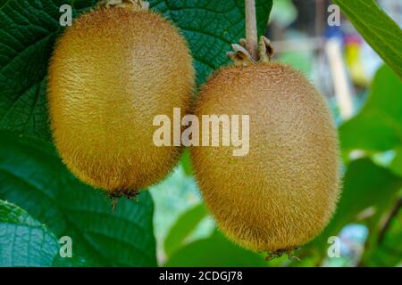 Kiwi auf einem Ast Stockfoto