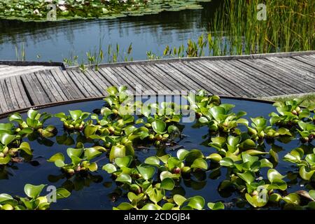 Wasserhyazinthe, schwimmende Pflanze wächst in einem Wasserbehälter, Pfad Holzweg um den Garten Teich Weg Gehweg Stockfoto