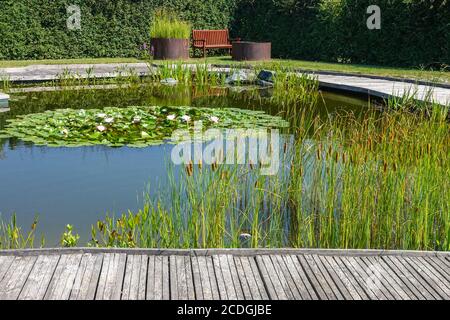 Eine Zone der Ruhe und Stille, Wasserpflanzen, die um den Gartenteich wachsen, dekorative Schilfwasserlilien, Holzpfadbank Stockfoto