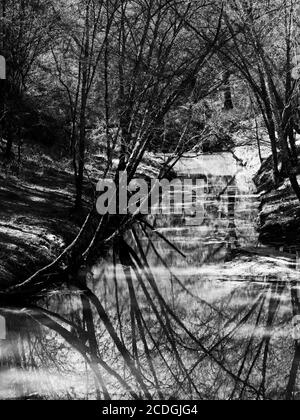 The Woodlands TX USA - 02-28-2020 - Reflection of Tree In Stream in Schwarzweiß Stockfoto