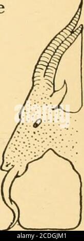 . High living; Rezepte aus südlichen Gefilden . dftsf) fügen Sie eine Tasse Weißwein und ein paar Löffel des Pilzlikör, und kochend Minuten. Diesen über den Fisch gießen und etwa fünfzehn Minuten in einem moderateoven backen. In der gleichen Schüssel servieren. MEXIKANISCHES CSB – eine Knoblauchzehe in drei El Sierra Madre-Öl für eine Minute anbraten, dann ein Pfund geschälte und in kleine Stücke geschnittene Kartoffeln dazugeben und braun braten. Dann fügen Sie ein Pfund gepflückten Kabeljau (der in Wasser über Nacht eingeweicht wurde), eine Dose strained Tomaten, ein wenig mar-joram, eine Tasse Essig, und die Stockfoto