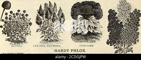 . Allen's Katalog : erlesenste Erdbeerpflanzen und andere kleine Früchte, Gemüsesamen etc. VERBENA. KOSMOS. 49. COXCOMB. – sehr feine Mischung. 47. KOSMOS. – EINE sehr schöne Sommer- und fallblühende Blume. Sollte in jedem Garten sein. Pkt. 5c. 48. CELOSIA PLUMOSA. - hat eine plume-like Blume : sehr hübsch.. Z,i:.MA. HARDY BAQCHANTE. - tief rosige Karmin, ungeheure Blumen. Je 10c; 12 für 1.00 USD. COQUILICOT. – EIN feines, reines Scharlach, mit Krim-Sohn roter Abend. Jeder 10c ; 12 für . 1.00 Dollar. OBERGARTNER WITTIG. – Helle Magenta mit karminroten Augen, größten Blüten und Fachwerk ihrer Art. Je 10c; 12 für 1.00 USD. FRAU. J Stockfoto