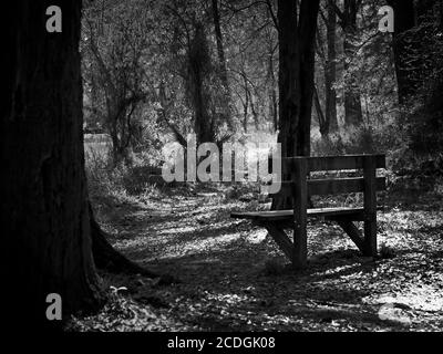 The Woodlands TX USA - 02-28-2020 - Alte Holzbank In Woods by Path in B&W Stockfoto