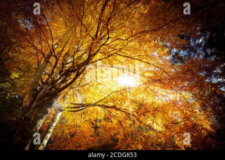 Herbst Buchenwald mit Sonnenstrahlen Stockfoto