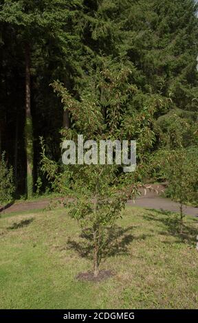 Sommer Laub und rote Frucht eines Krabbenapfelbaums (Malus baccata) mit einem Woodland Hintergrund in Rural Devon, England, UK Stockfoto