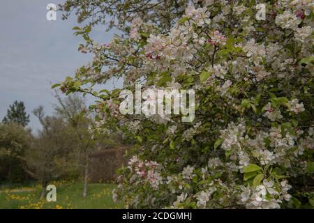 Blühende Frühlingsblüte eines Krabbenapfelbaumes (Malus 'Evereste') wächst in einem Landhausgarten in Rural Devon, England, Großbritannien Stockfoto