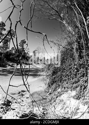 The Woodlands TX USA - 01-20-2020 - Muddy Creek und Bäume in B&W Stockfoto