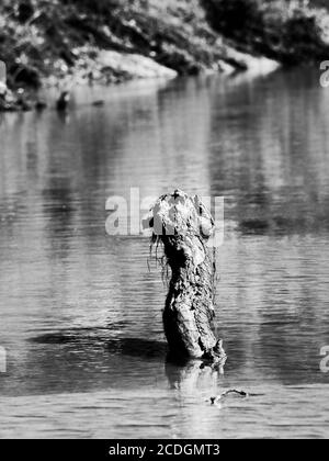 The Woodlands TX USA - 01-20-2020 - Log in the Fluss in B&W Stockfoto