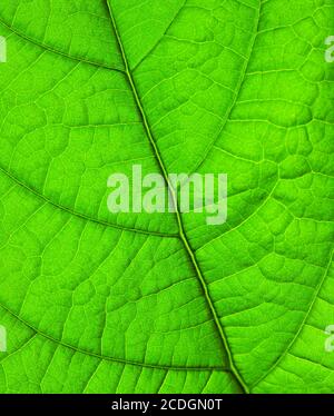 grünes Blatt Stockfoto