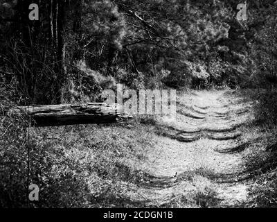 The Woodlands TX USA - 02-07-2020 - Trail and Dead Log in the Woods in B&W Stockfoto