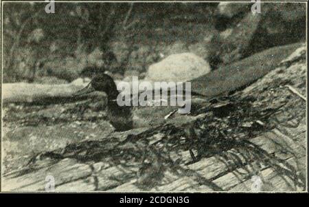 . Rute und Gewehr. Und in der Muschel Fische und im sehr Schlamm der Wohnungen und Untiefen, dass sie einen deutlich unangenehmen Geschmack im Mund zu verlassen; auch die herrliches Can-vass zurück ist eine perfekte Droge speichern in diesem besonderen. Merkwürdig zu sagen, und ich freue mich über diese Tatsache, die guten Menschen leben an der Küste, nicht an die weißen 1124 STAB UND PISTOLE IX KANADA fleischig, Wildreis, wild Sellerie gefüttert Vogel des mittleren Kontinents gewöhnt, scheinen nicht zu noticedies sehr Rang Geschmack. Wir haben die Wilde Ente, wie unsere britischen Freunde den Mallard nennen, von Küste zu Küste gefunden und sie als das wertvollste unseres wilden duc einschätzen lassen Stockfoto