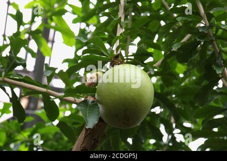 Eine große Frucht, die auf einem Calabash Baum, Crescentia cujete, in einem Gewächshaus reift Stockfoto