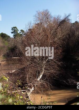 The Woodlands TX USA - 01-20-2020 - Tree over River Im Winter Stockfoto