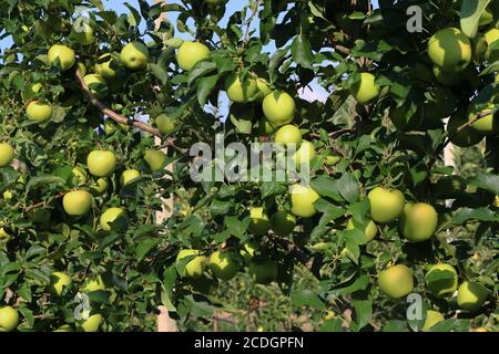 Anbau von gelben Äpfeln in der italienischen Landschaft, Emilia-Romagna Stockfoto