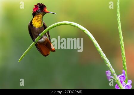 Ein Ruby Topaz Kolibri, der in einem violetten Vervain-Fleck steht. Kolibri und Blumen. Vogel im Garten. Kolibri mit natürlicher Umgebung. Stockfoto