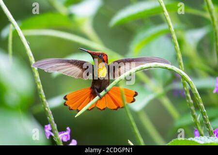 Ein Ruby Topaz Kolibri, der in einem violetten Vervain-Fleck steht. Kolibri und Blumen. Vogel im Garten. Kolibri mit natürlicher Umgebung. Stockfoto