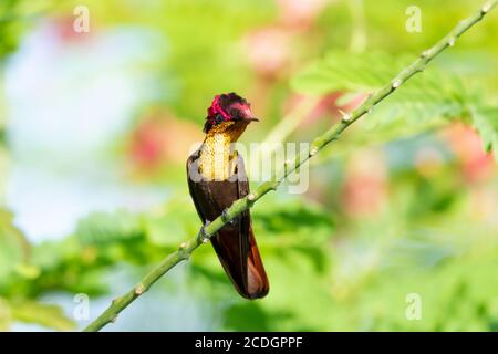 Ein Ruby Topaz Kolibri, der in einem Stolz von Barbados Baum steht. Vogel im Garten. Kolibri in natürlicher Umgebung. Stockfoto