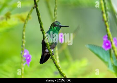 Ein juveniler Kolibri aus Kupfer, der in einem Vervain-Fleck verbarscht. Kolibri und lila Blüten. Vogel in freier Wildbahn mit natürlicher Umgebung. Stockfoto