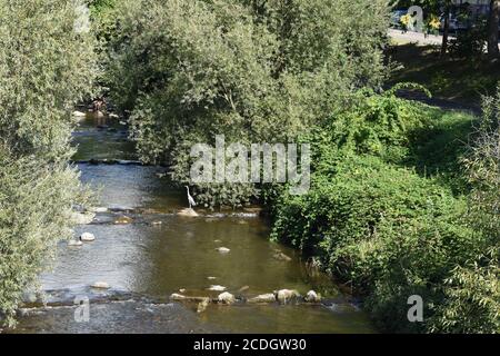 Blick von der Mariensteg-Brücke in Freiburg im Breisgau auf die Dreisam in Baden-Württemberg. Flussufer sind mit Bäumen und Sträuchern bedeckt. Stockfoto