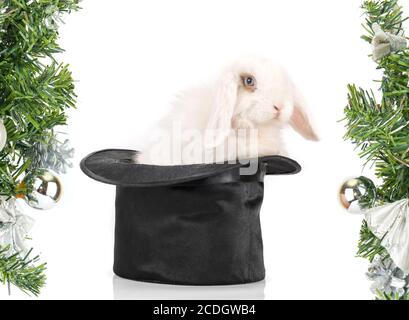Kaninchen-Symbol für 2011 Stockfoto